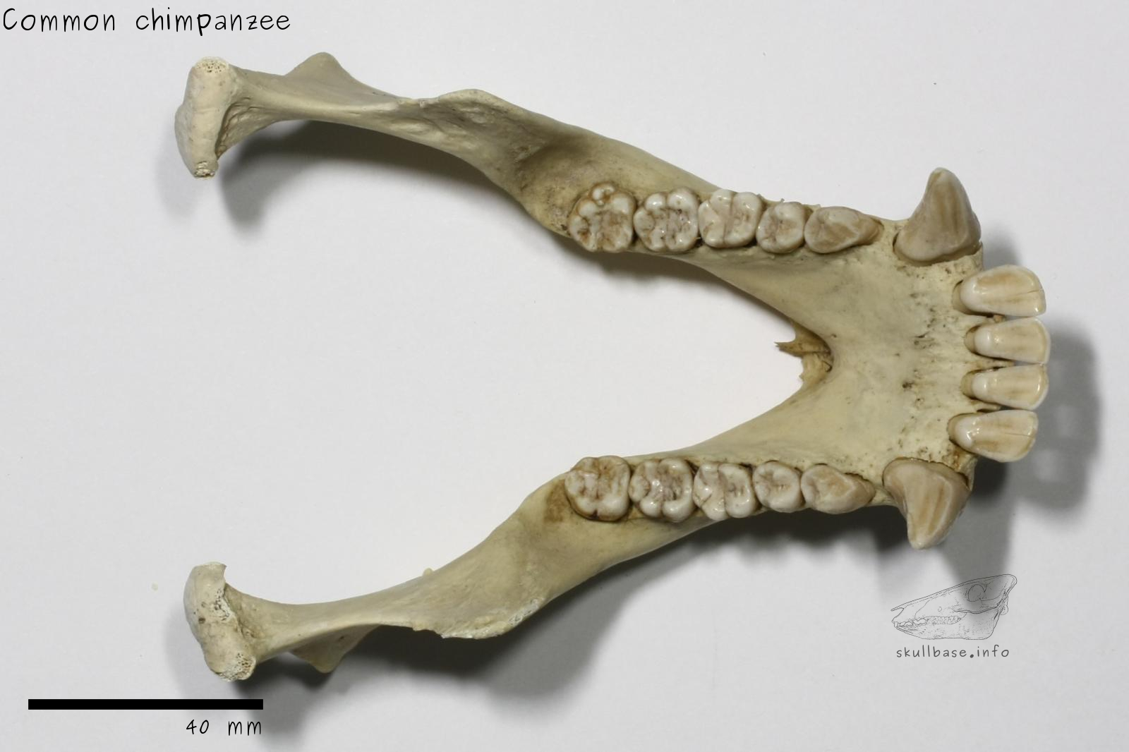 chimpanzee teeth skeloton