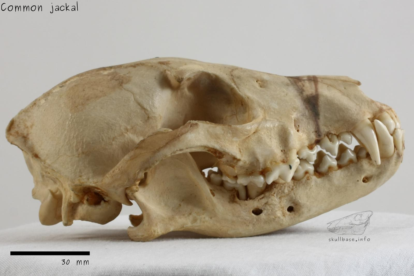 Common jackal (Canis aureus aureus) skull lateral view