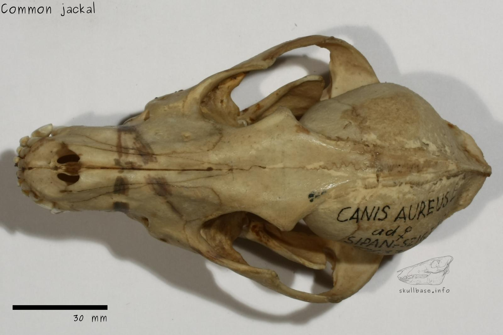 Common jackal (Canis aureus aureus) skull dorsal view