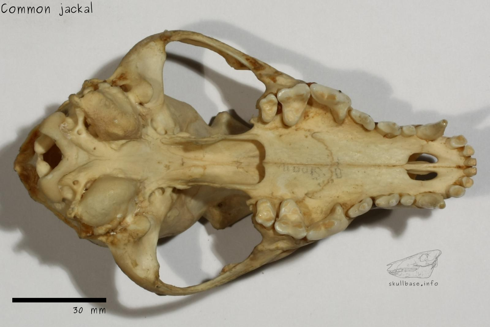 Common jackal (Canis aureus aureus) skull ventral view