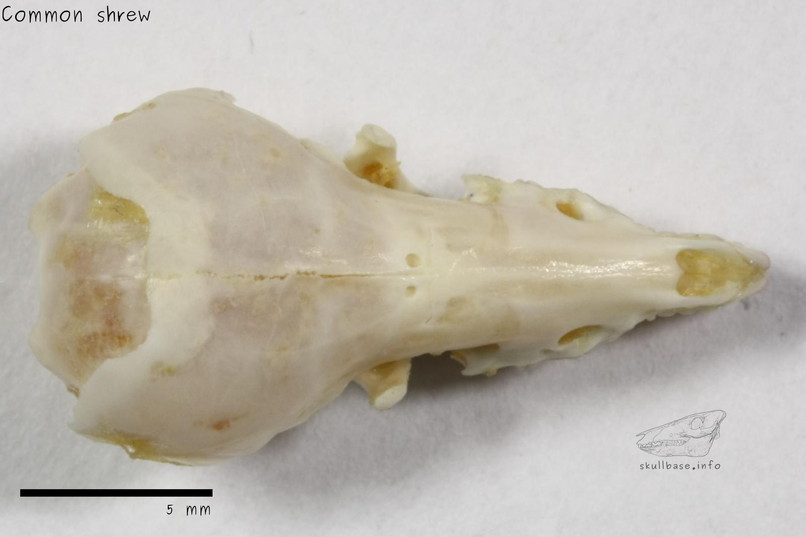 Common shrew (Sorex araneus) skull dorsal view