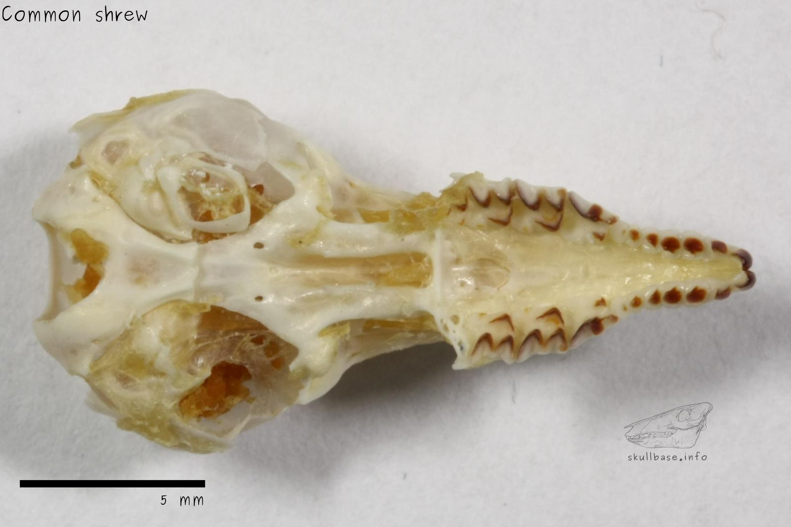 Common shrew - male - Skull Base