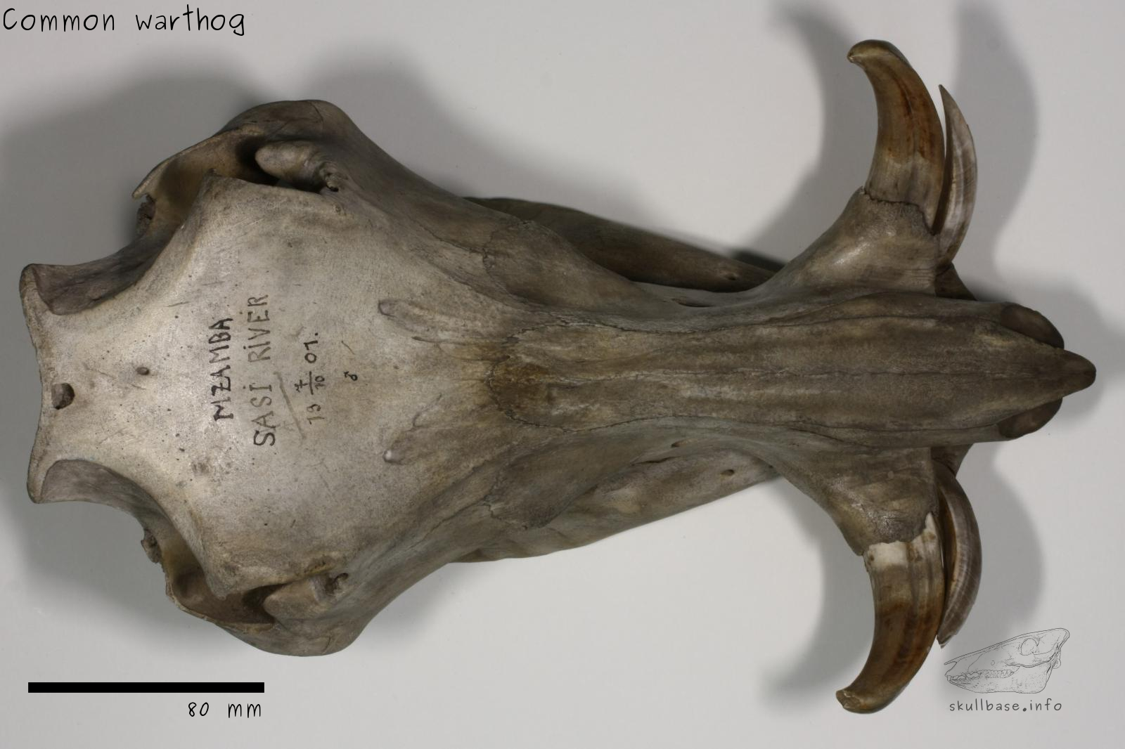 Common warthog (Phacochoerus africanus) skull dorsal view