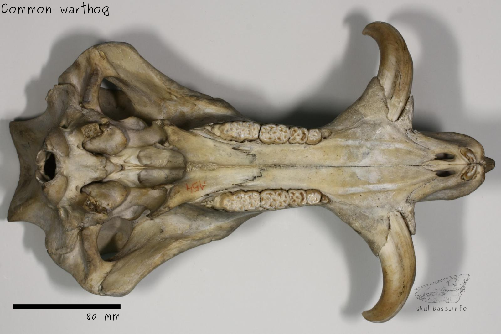 Common warthog (Phacochoerus africanus) skull ventral view