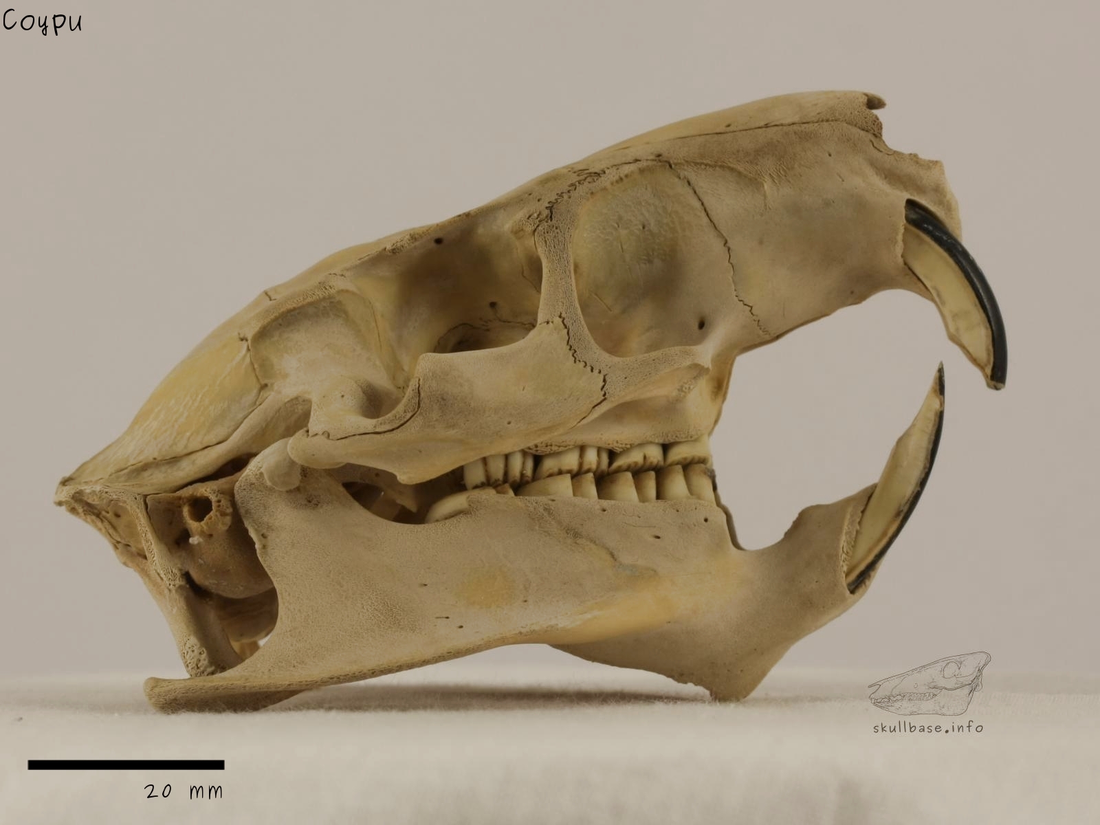 Coypu Skull Base