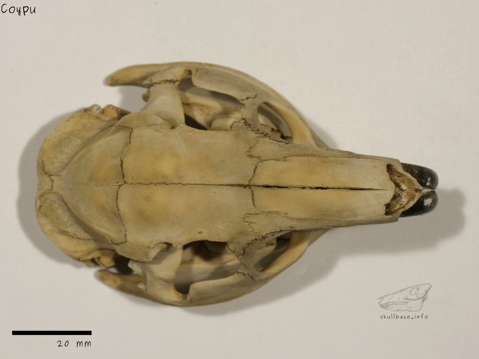 Coypu (Myocastor coypus) skull dorsal view