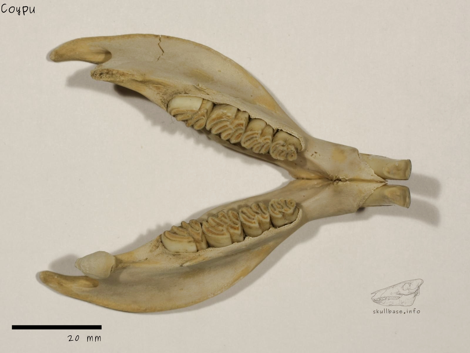 Coypu (Myocastor coypus) jaw