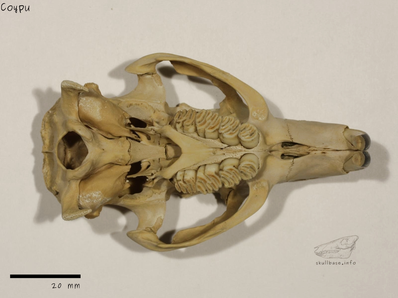 Coypu (Myocastor coypus) skull ventral view