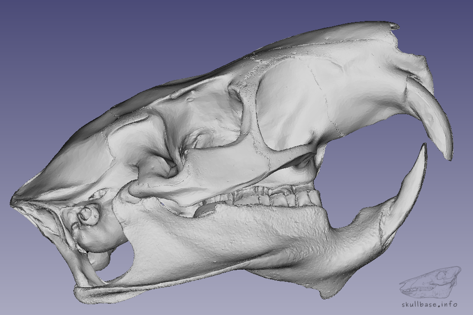 Coypu (Myocastor coypus) skull 3D model