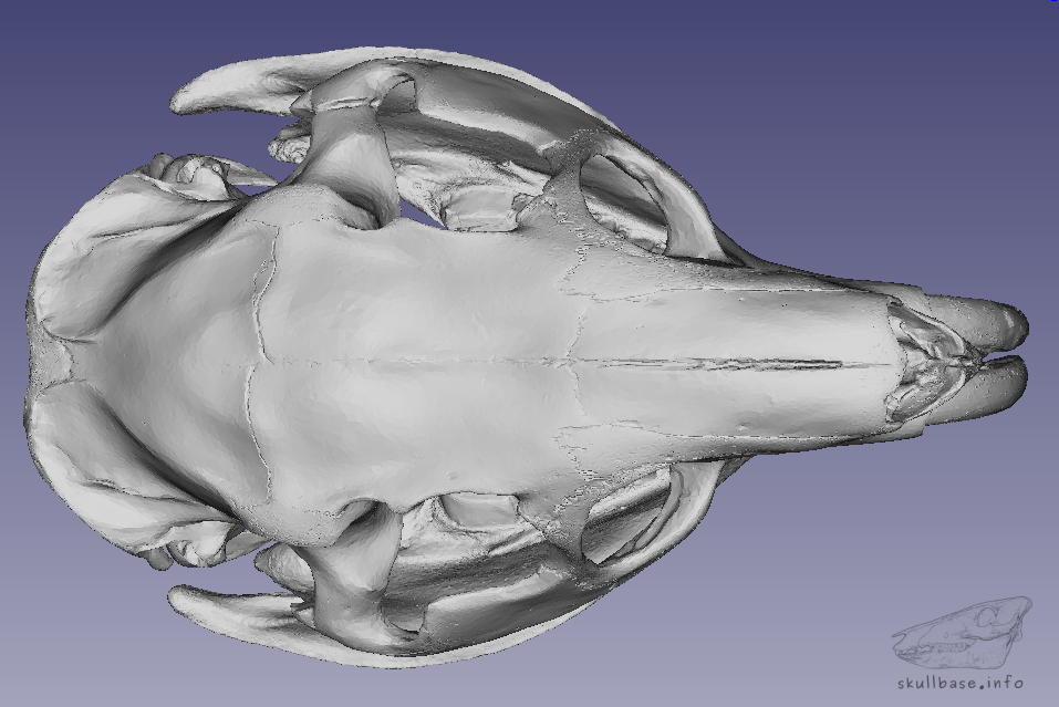 Coypu (Myocastor coypus) skull 3D model