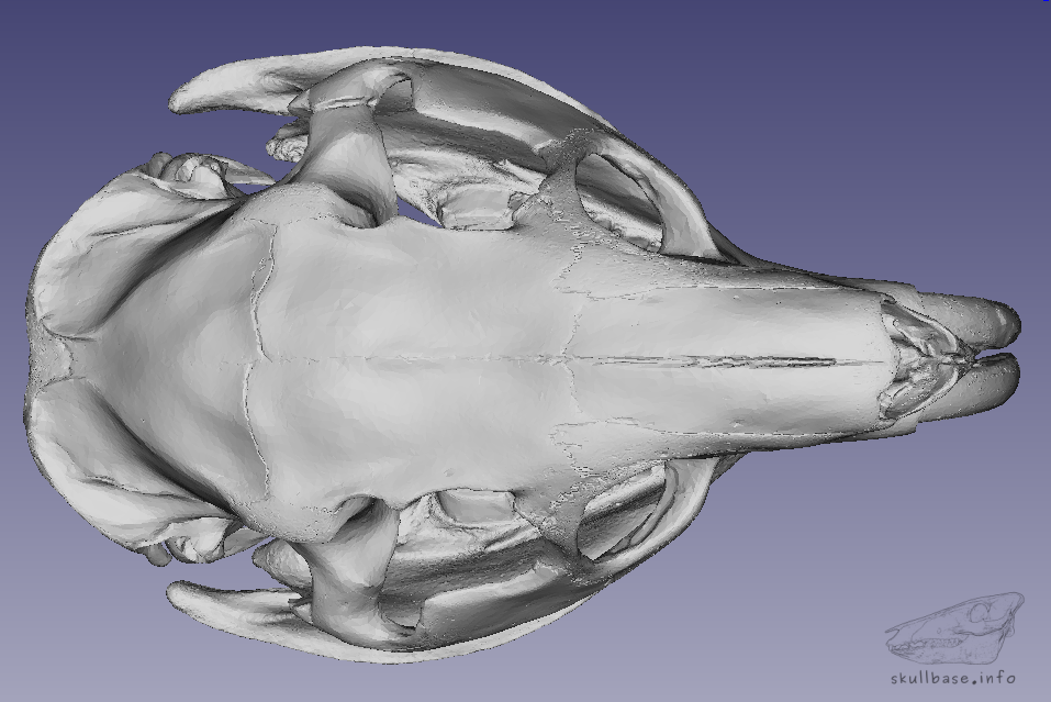 Myocastor Coypus Skull