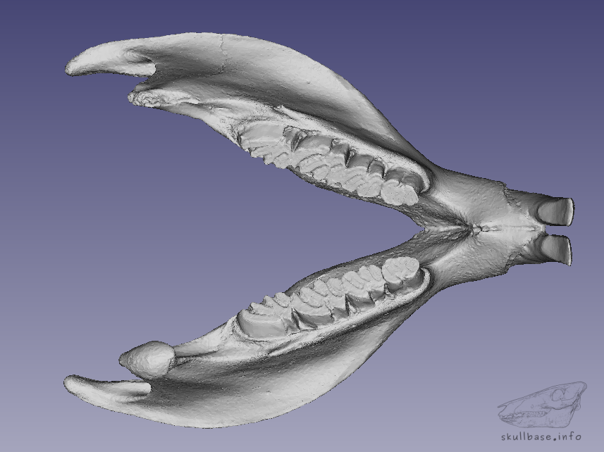 Coypu (Myocastor coypus) jaw 3D model