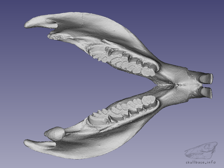 Coypu Skull Base