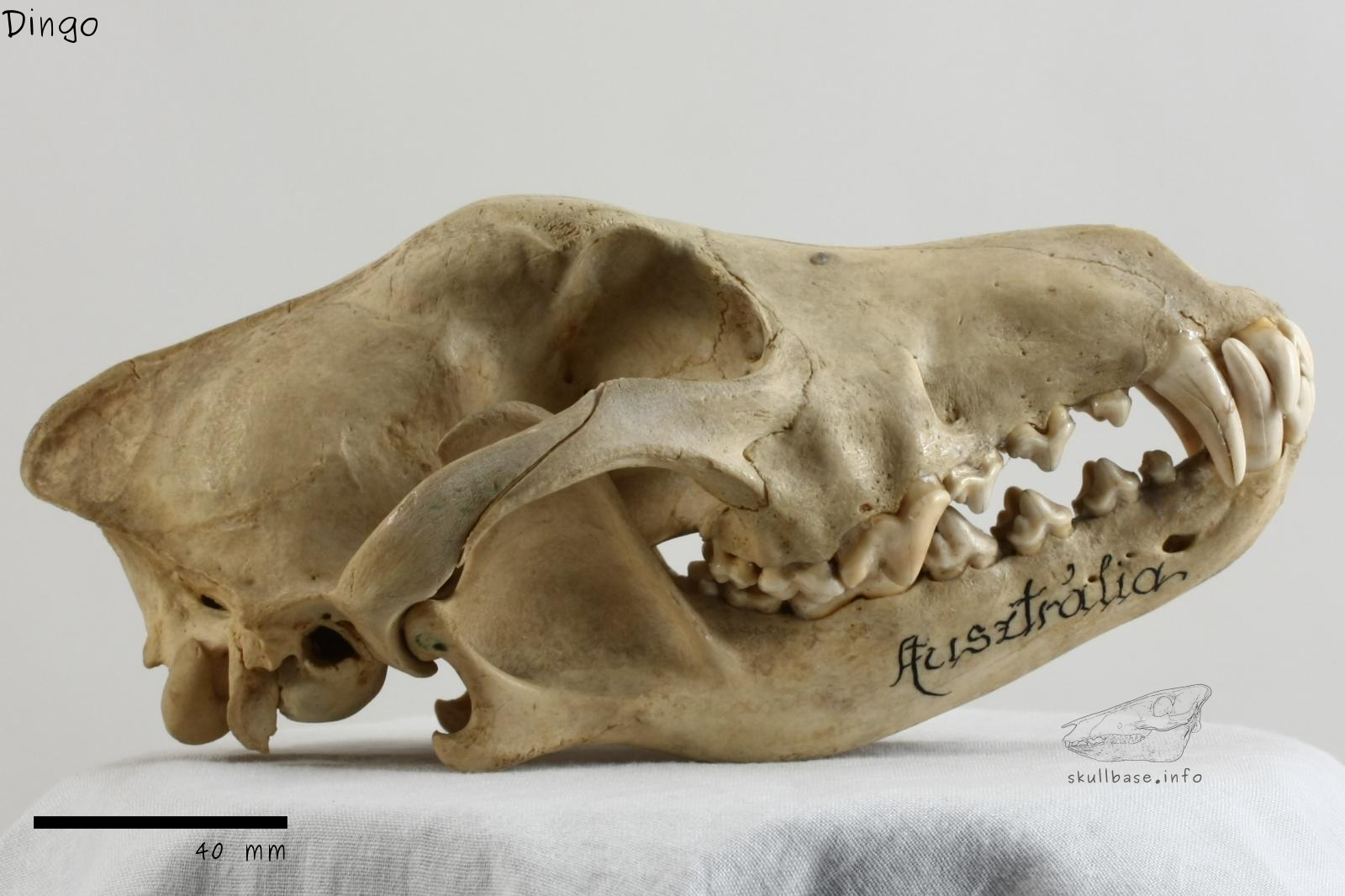 Dingo (Canis lupus dingo) skull lateral view