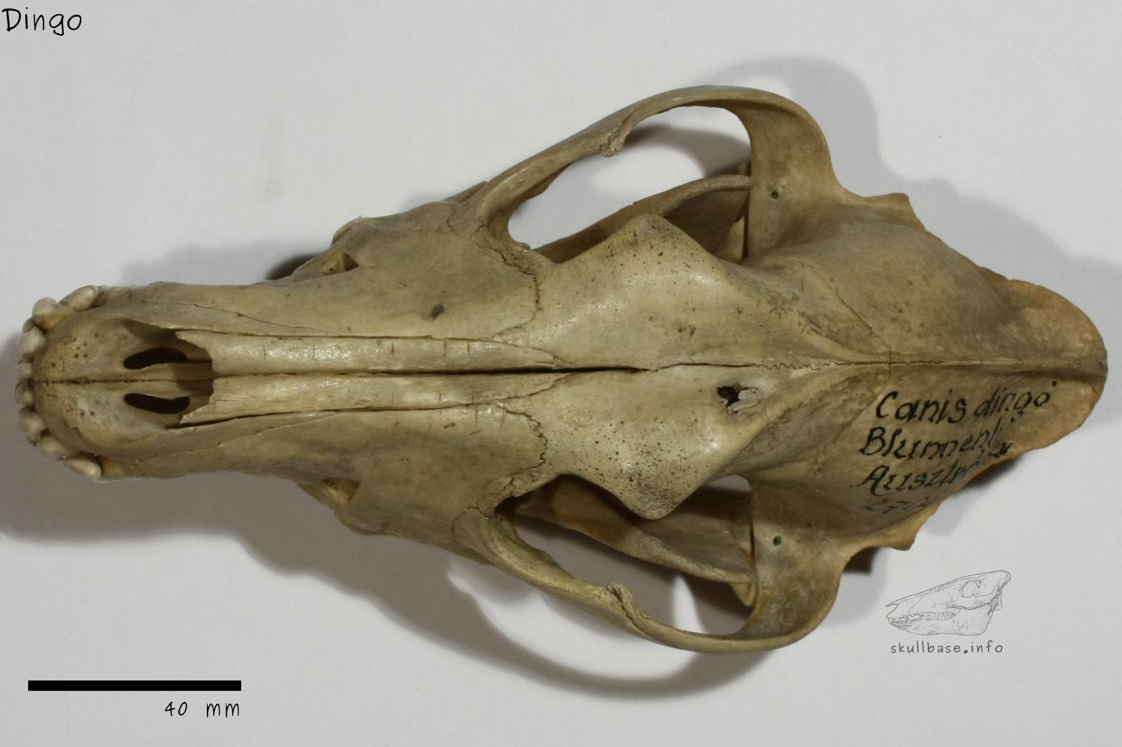 Dingo (Canis lupus dingo) skull dorsal view