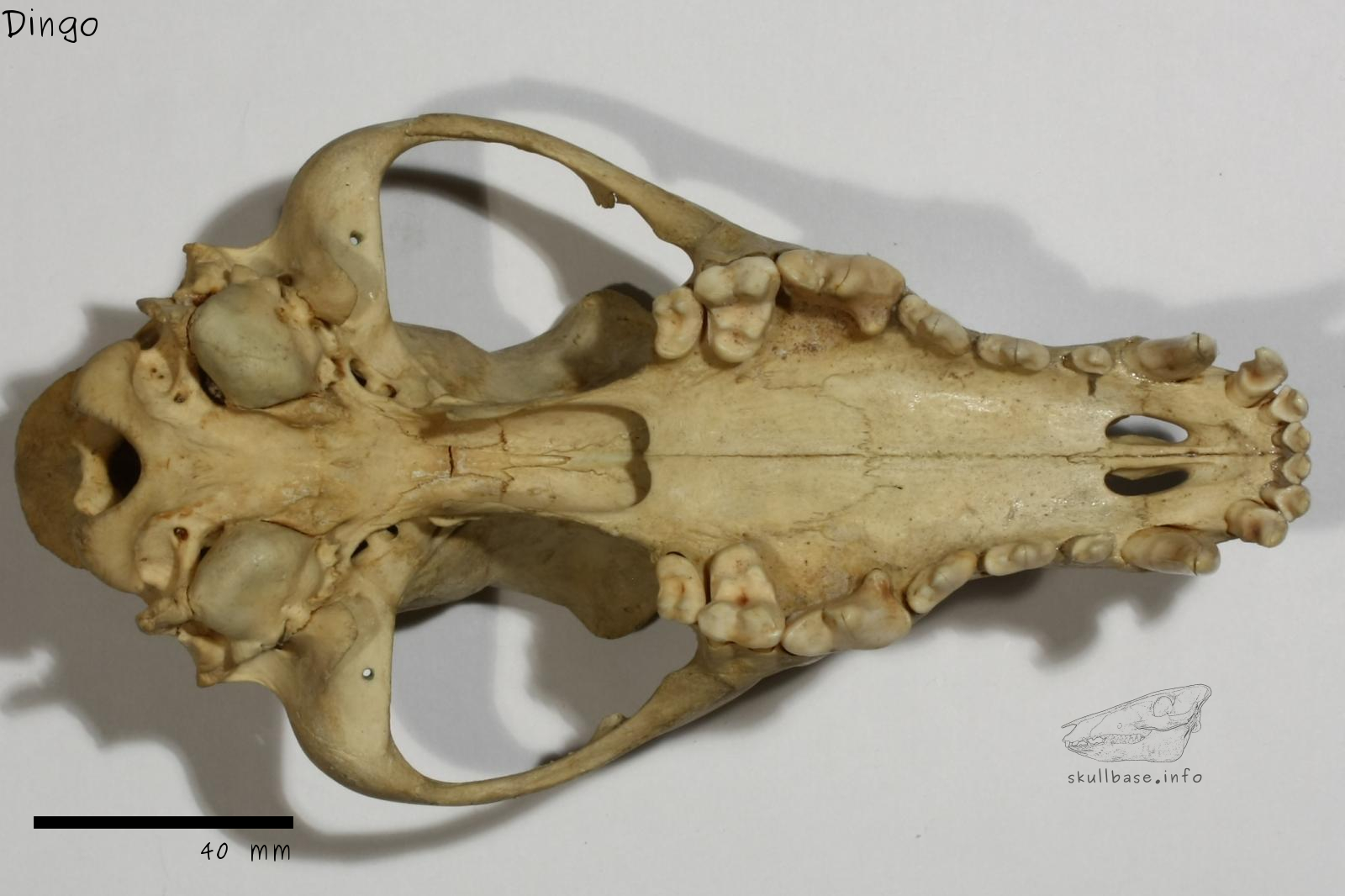 Dingo (Canis lupus dingo) skull ventral view