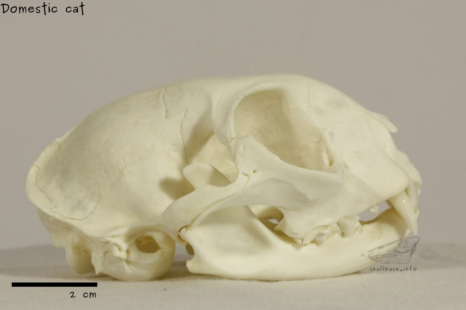 Domestic cat (Felis catus) skull lateral view