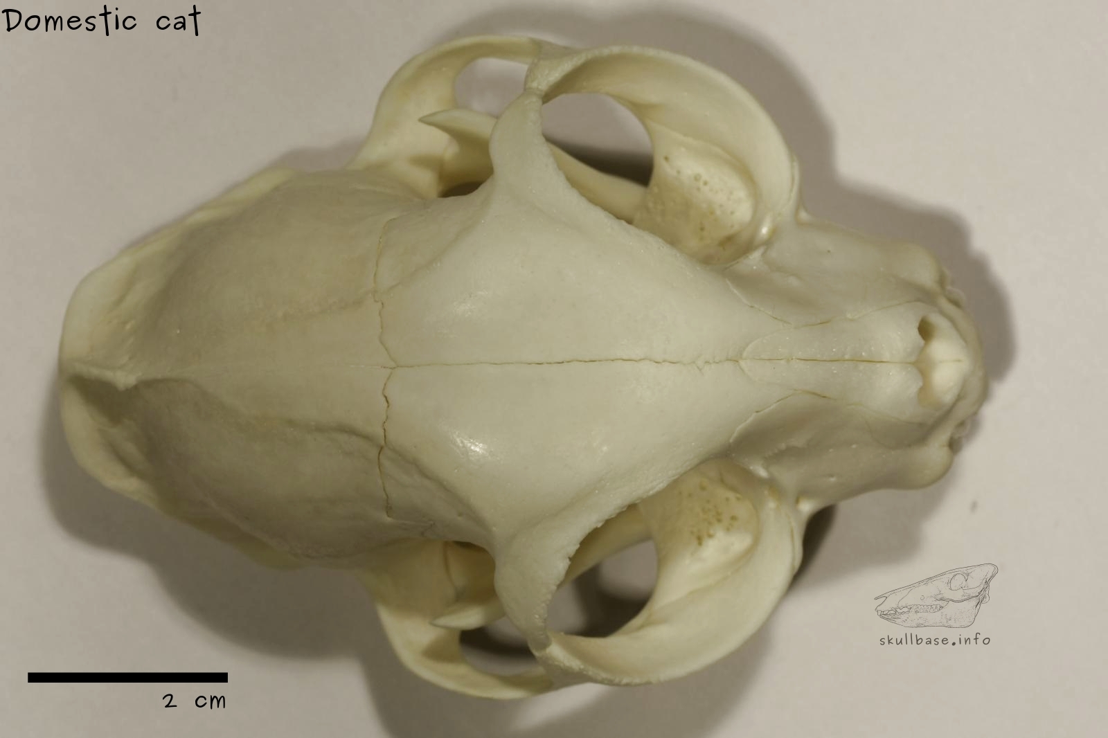 Domestic cat (Felis catus) skull dorsal view