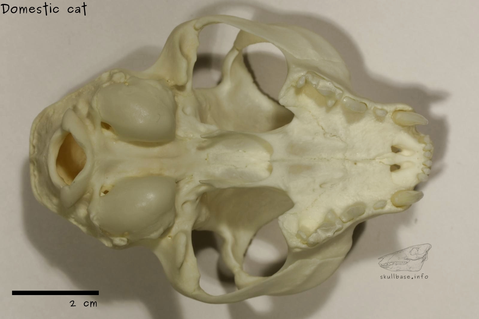 Domestic cat (Felis catus) skull ventral view