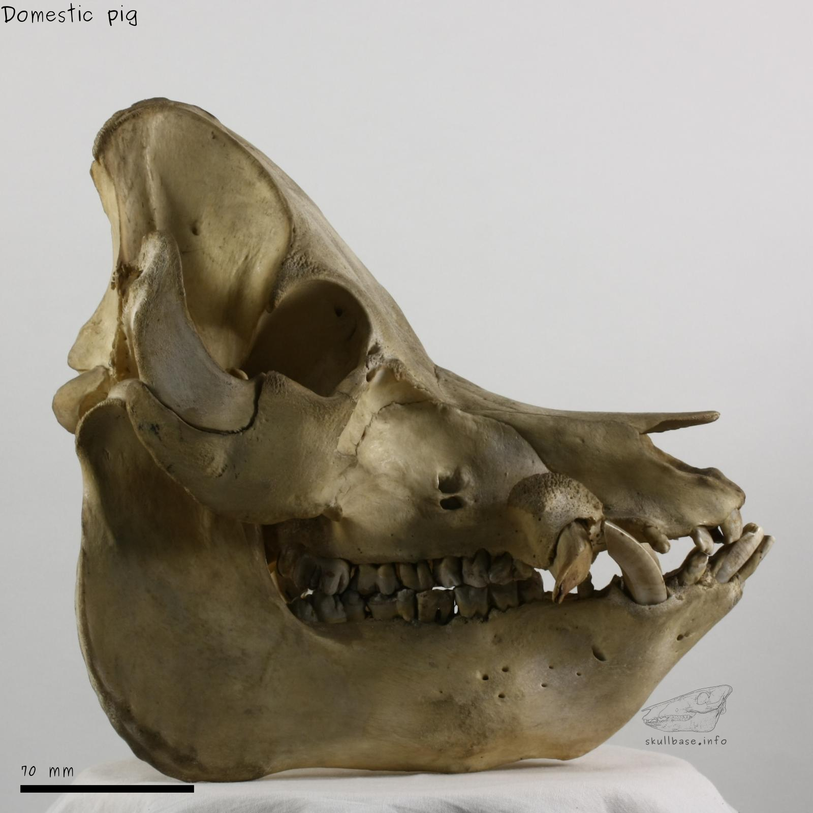 Domestic pig (Sus scrofa domesticus) skull lateral view