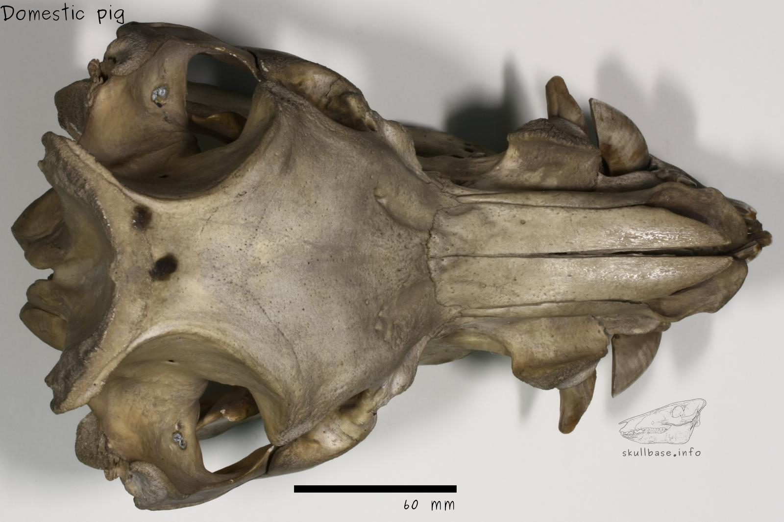 Domestic pig (Sus scrofa domesticus) skull dorsal view