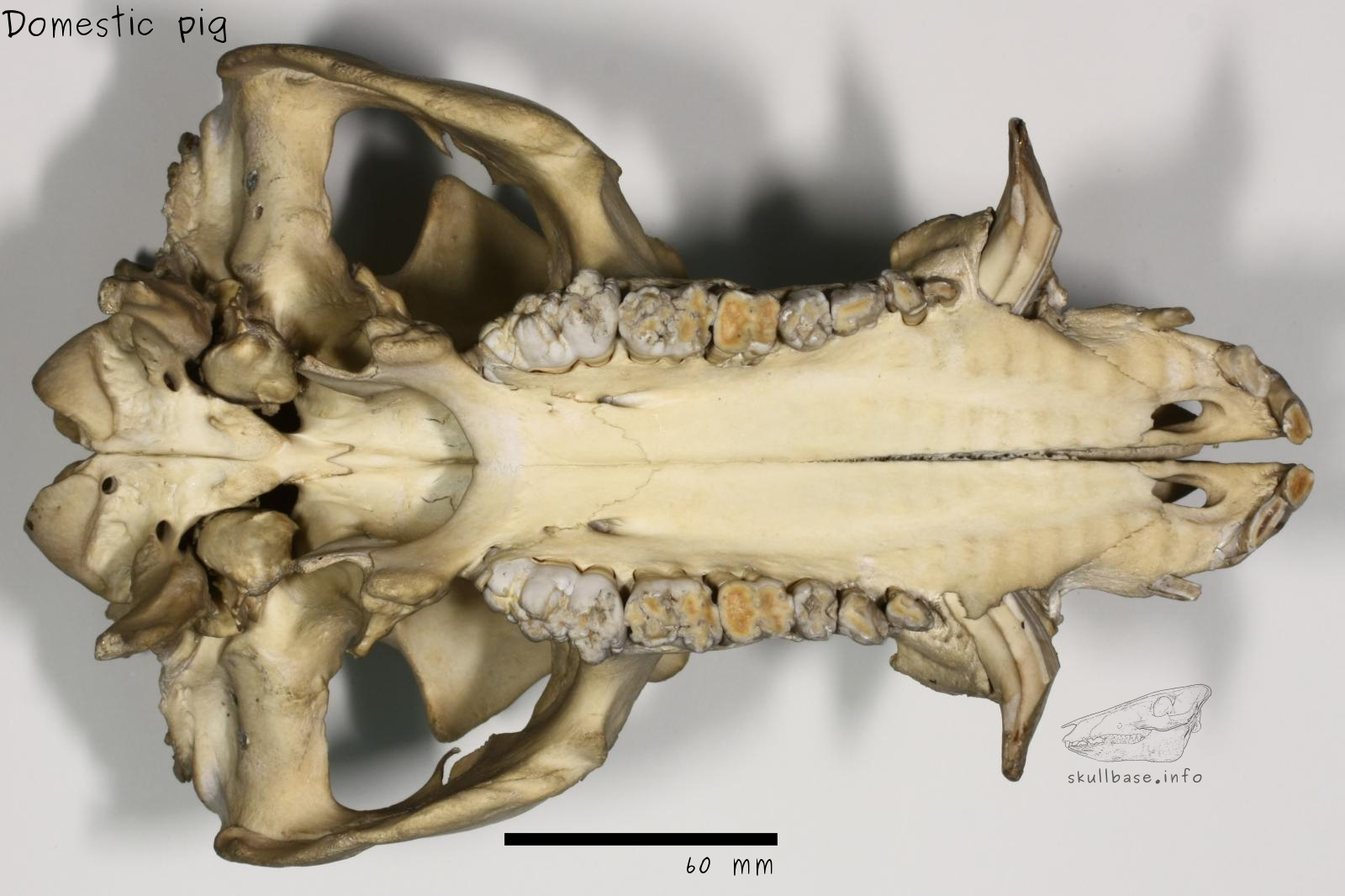 Domestic pig (Sus scrofa domesticus) skull ventral view
