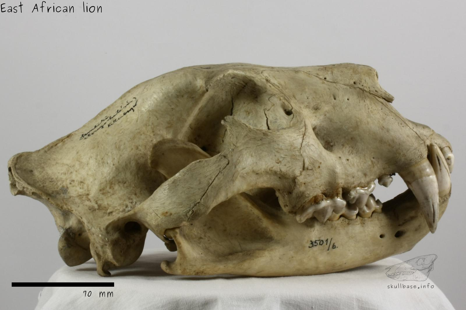 East African lion (Panthera leo melanochaita) skull lateral view