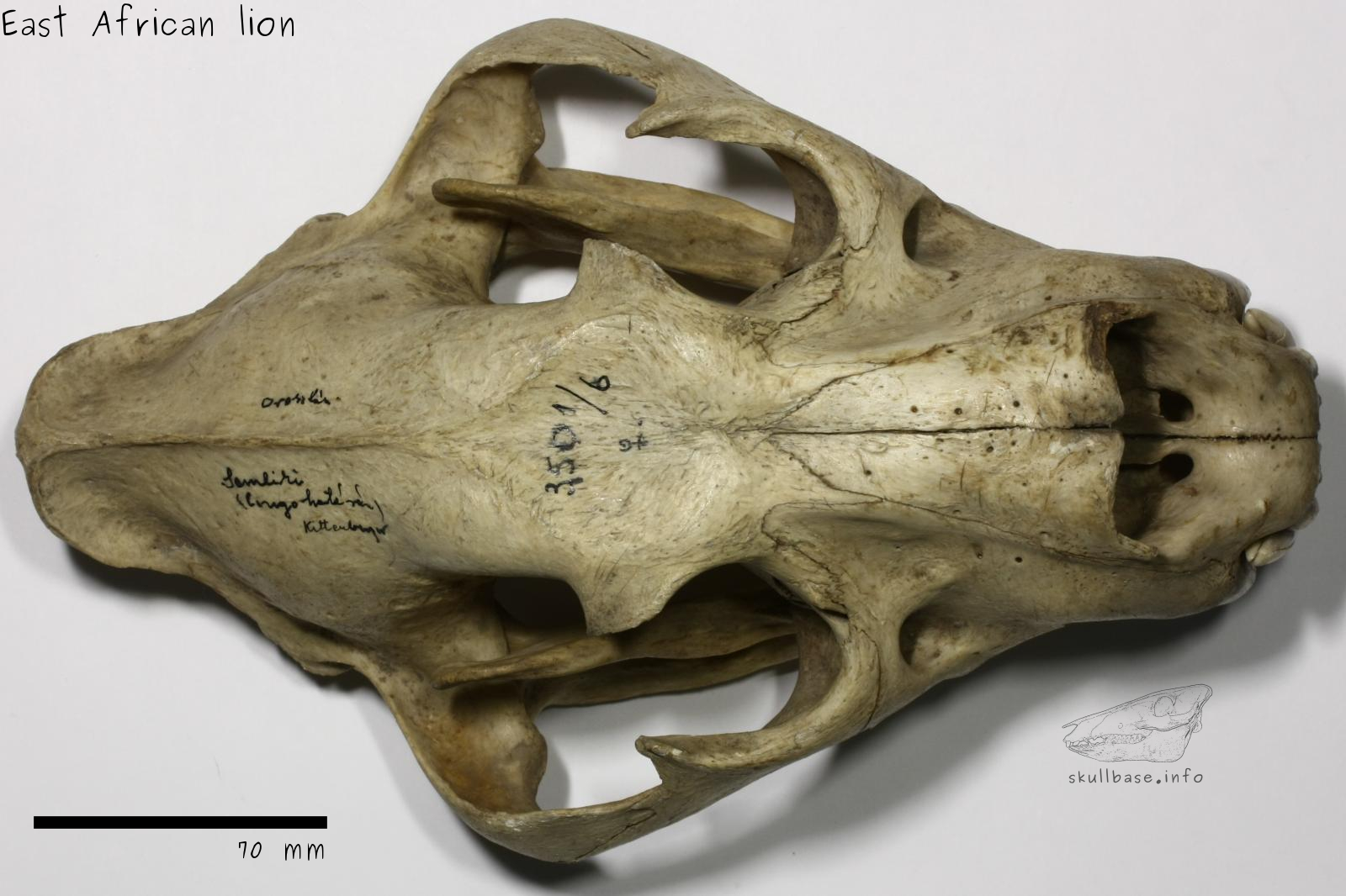 East African lion (Panthera leo melanochaita) skull dorsal view