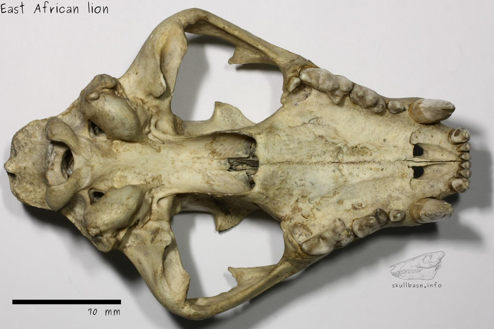 East African lion (Panthera leo melanochaita) skull ventral view