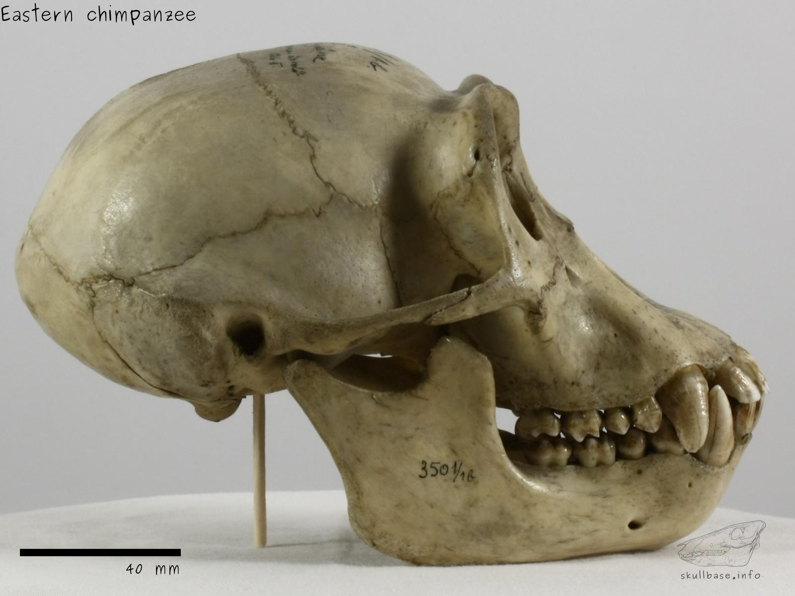 Eastern chimpanzee (Pan troglodytes schweinfurthii) skull lateral view