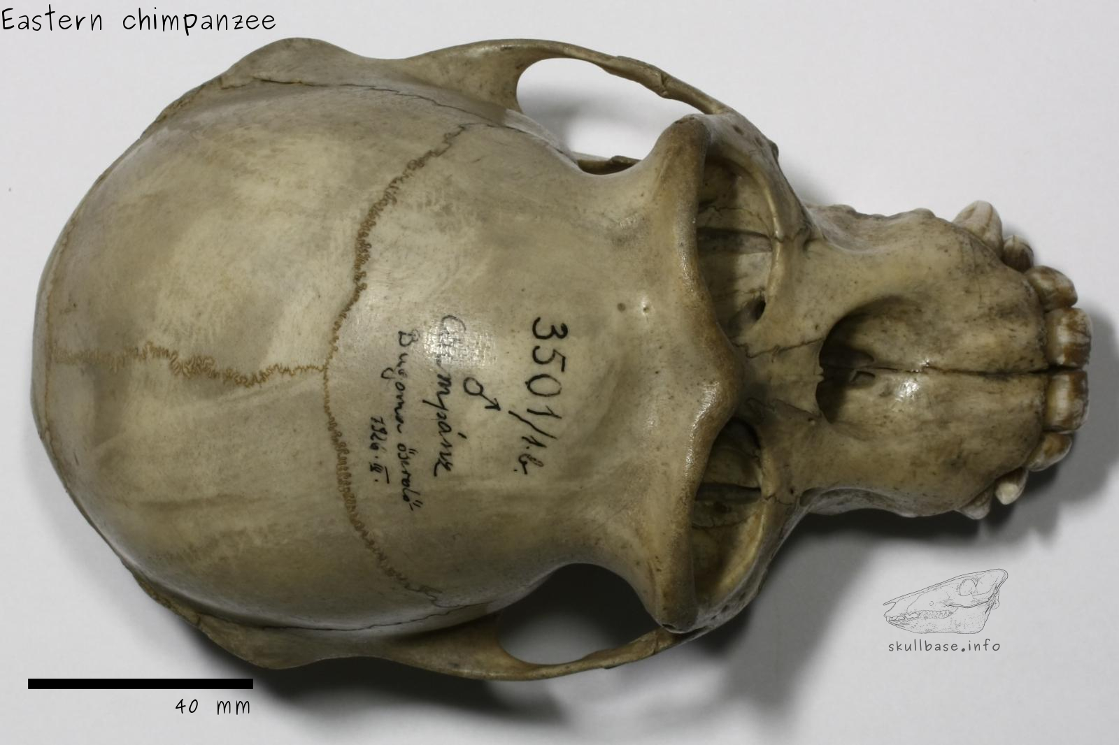 Eastern chimpanzee (Pan troglodytes schweinfurthii) skull dorsal view