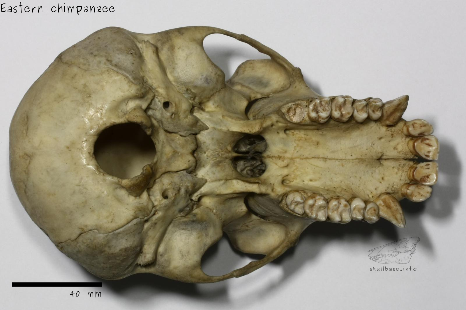 Eastern chimpanzee (Pan troglodytes schweinfurthii) skull ventral view