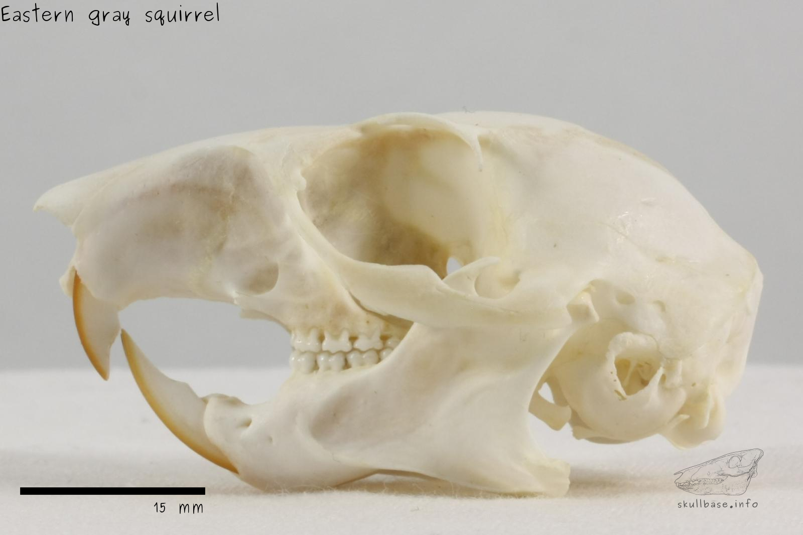 Eastern gray squirrel (Sciurus carolinensis) skull lateral view