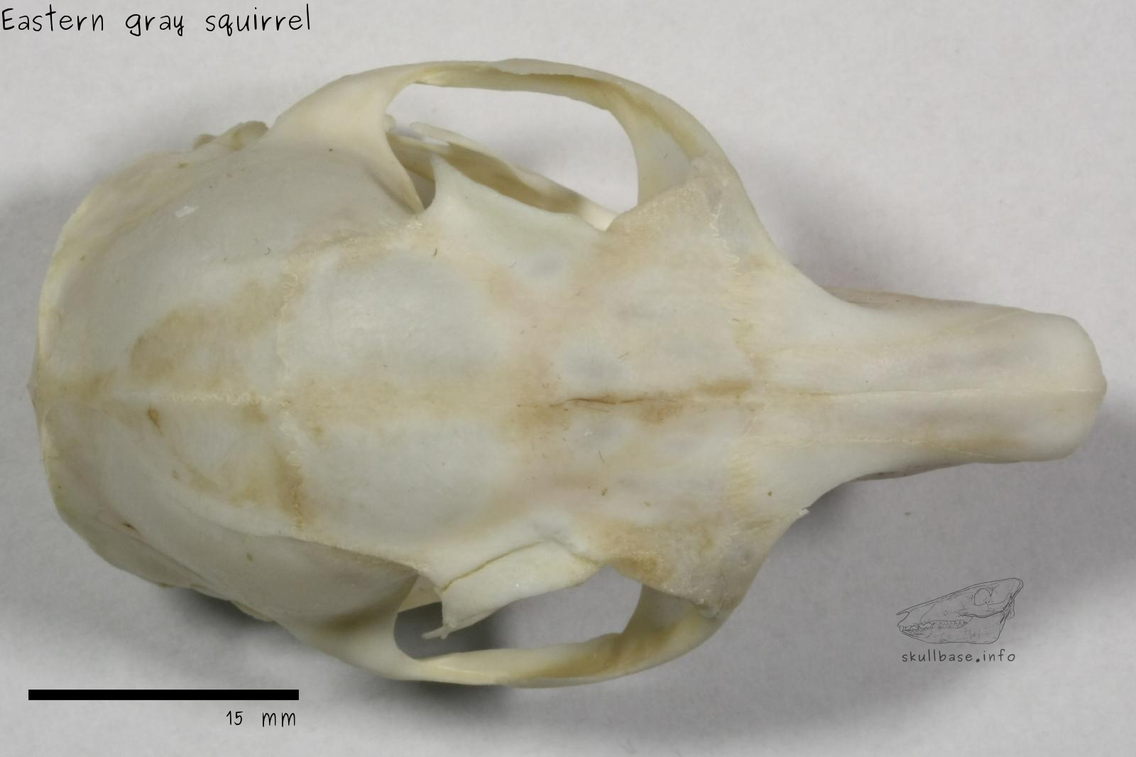 Eastern gray squirrel (Sciurus carolinensis) skull dorsal view