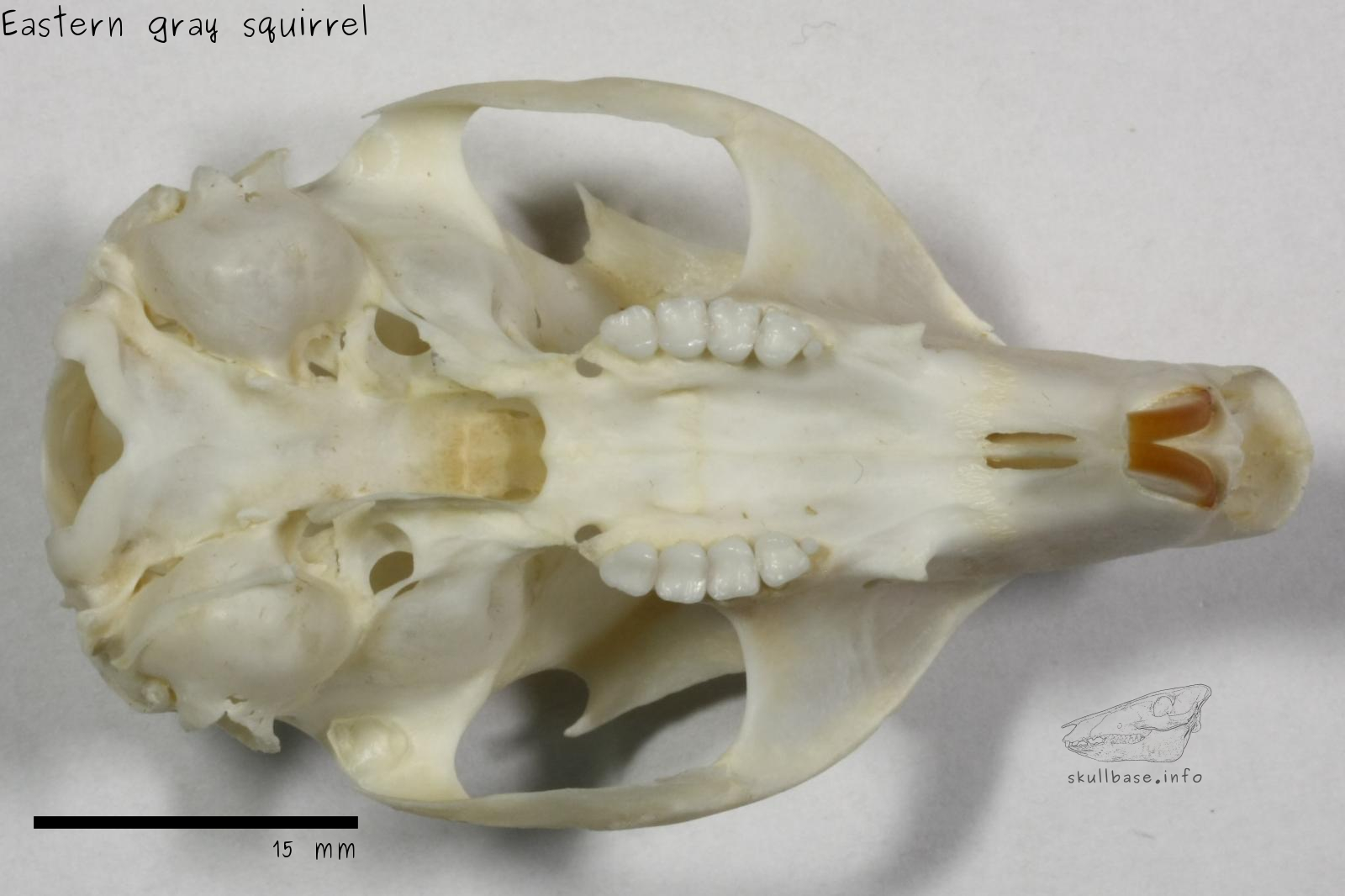 eastern fox squirrel skull