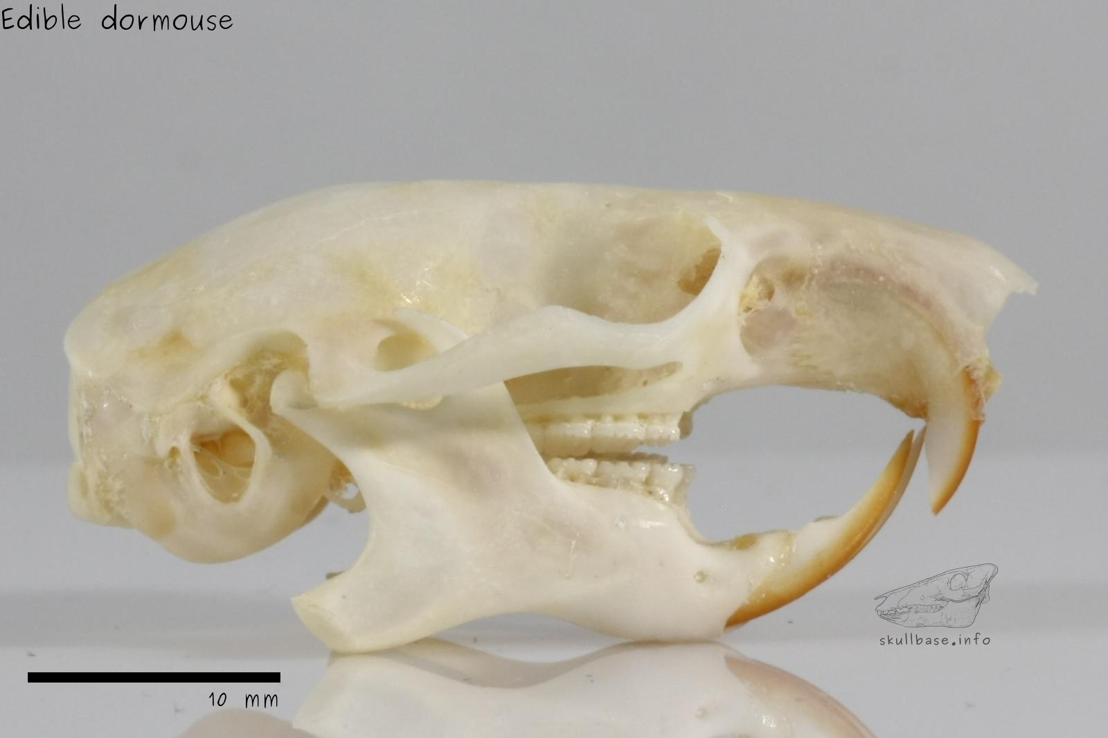 Edible dormouse (Glis glis) skull lateral view