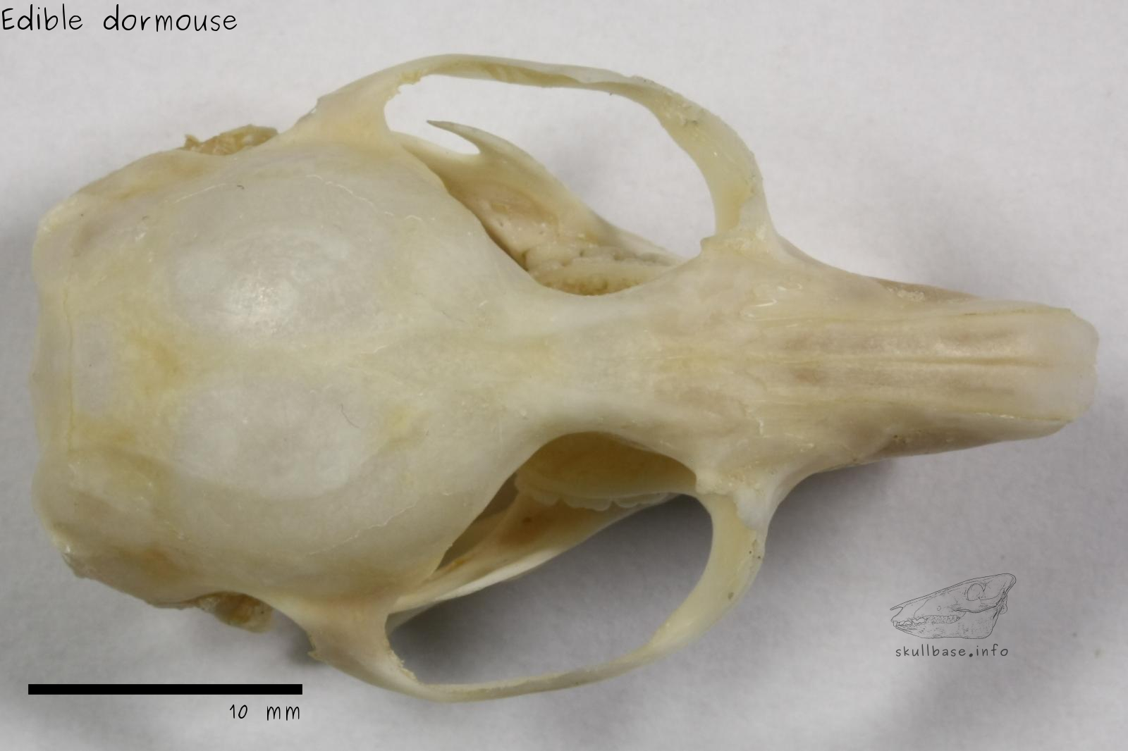 Edible dormouse (Glis glis) skull dorsal view
