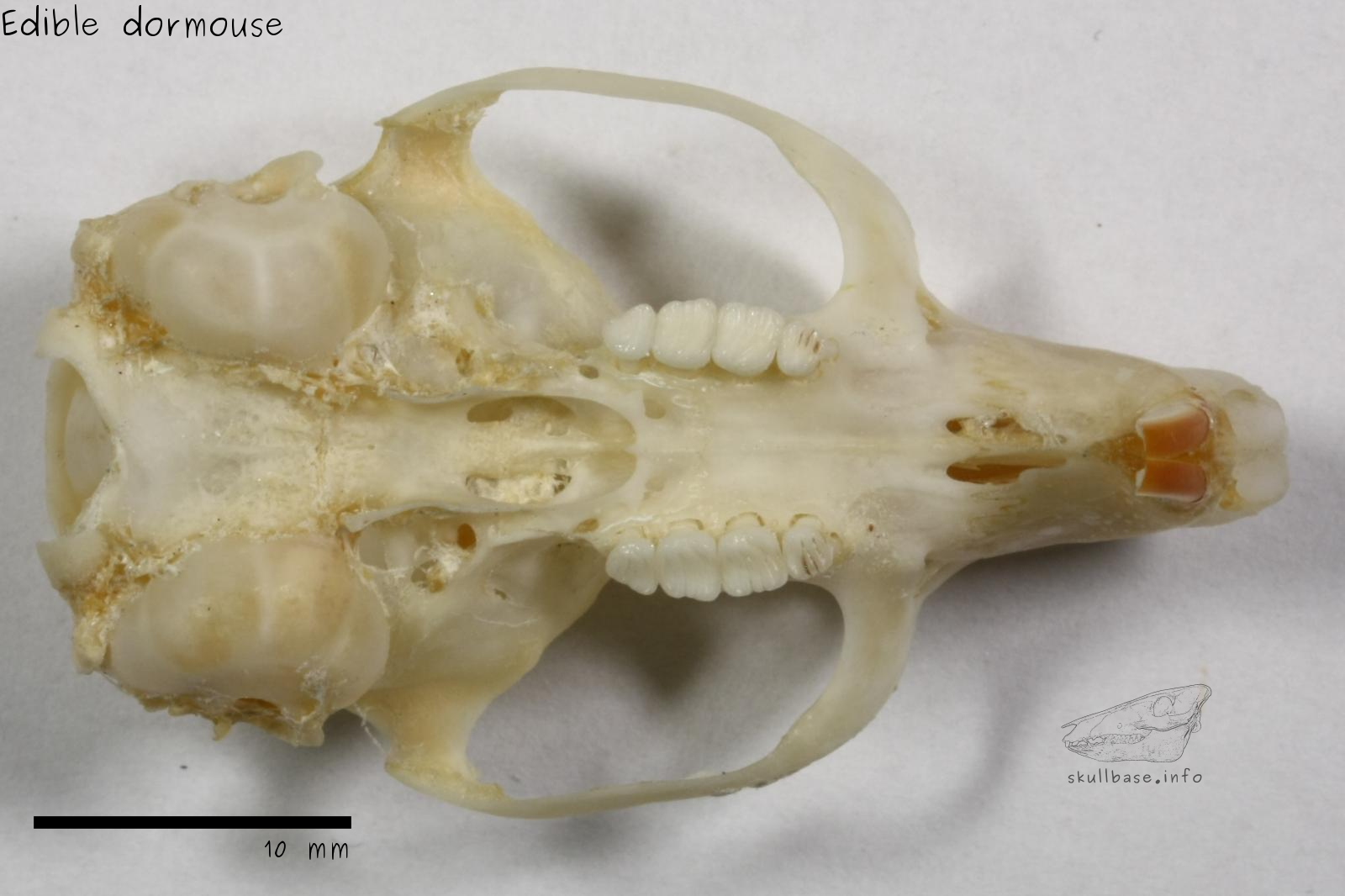Edible dormouse (Glis glis) skull ventral view