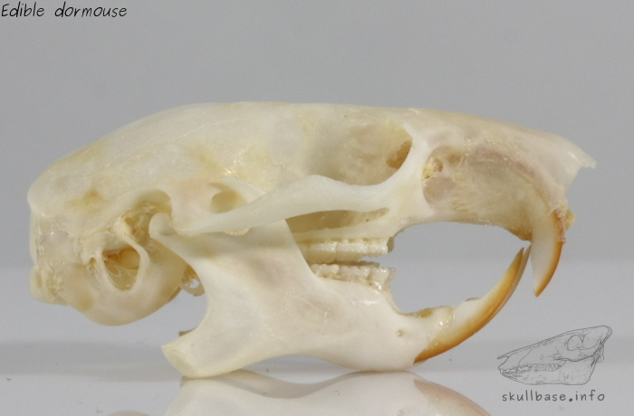 Edible dormouse (Glis glis) skull