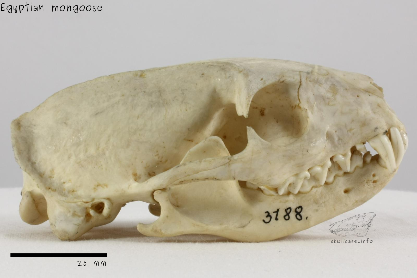 Egyptian mongoose (Herpestes ichneumon) skull lateral view