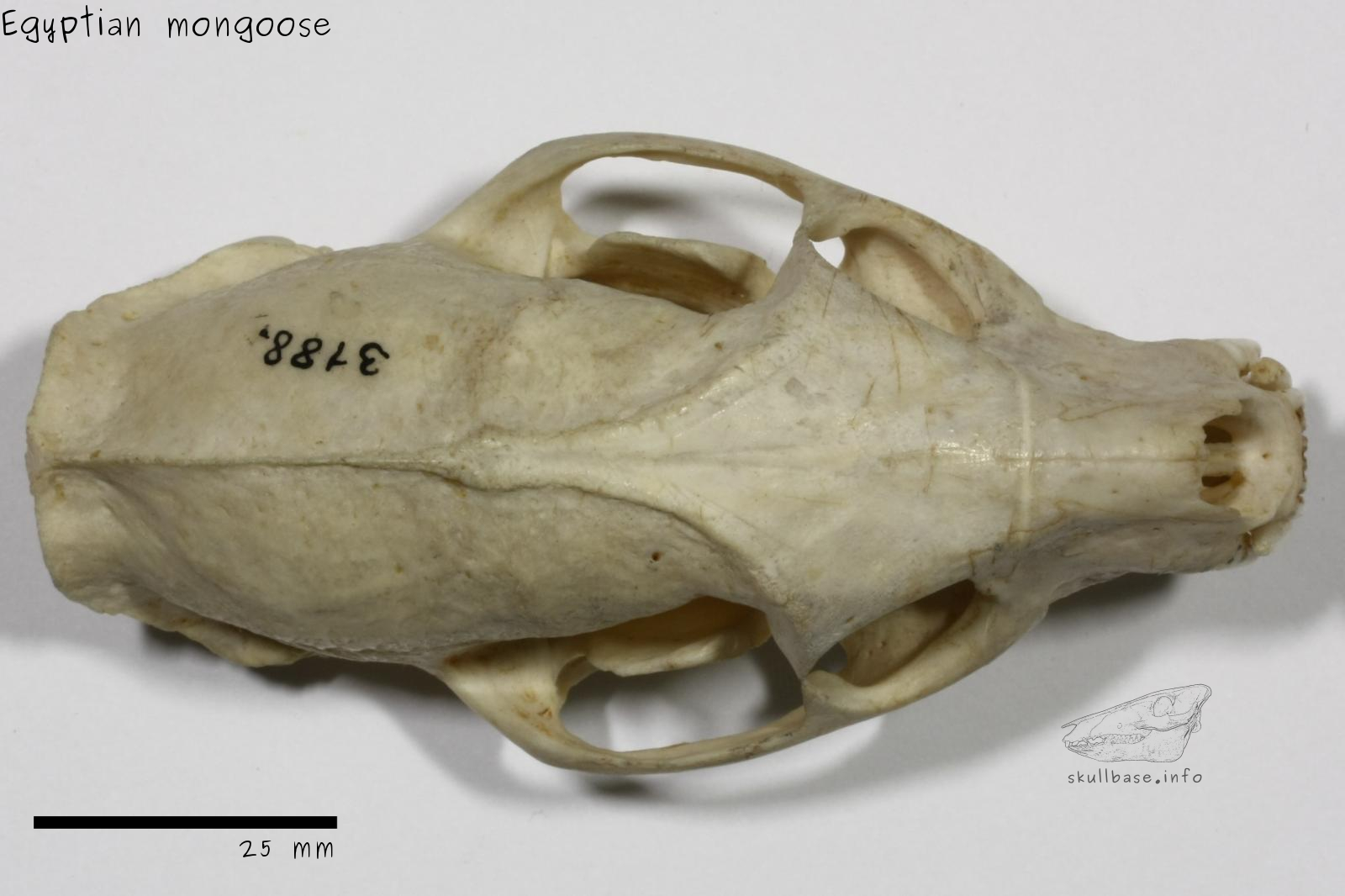 Egyptian mongoose (Herpestes ichneumon) skull dorsal view