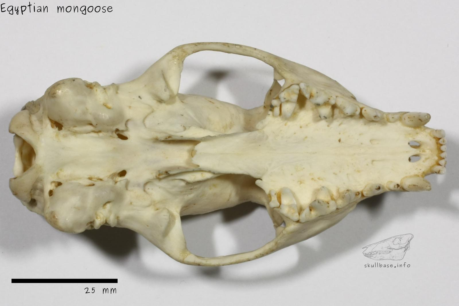 Egyptian mongoose (Herpestes ichneumon) skull ventral view