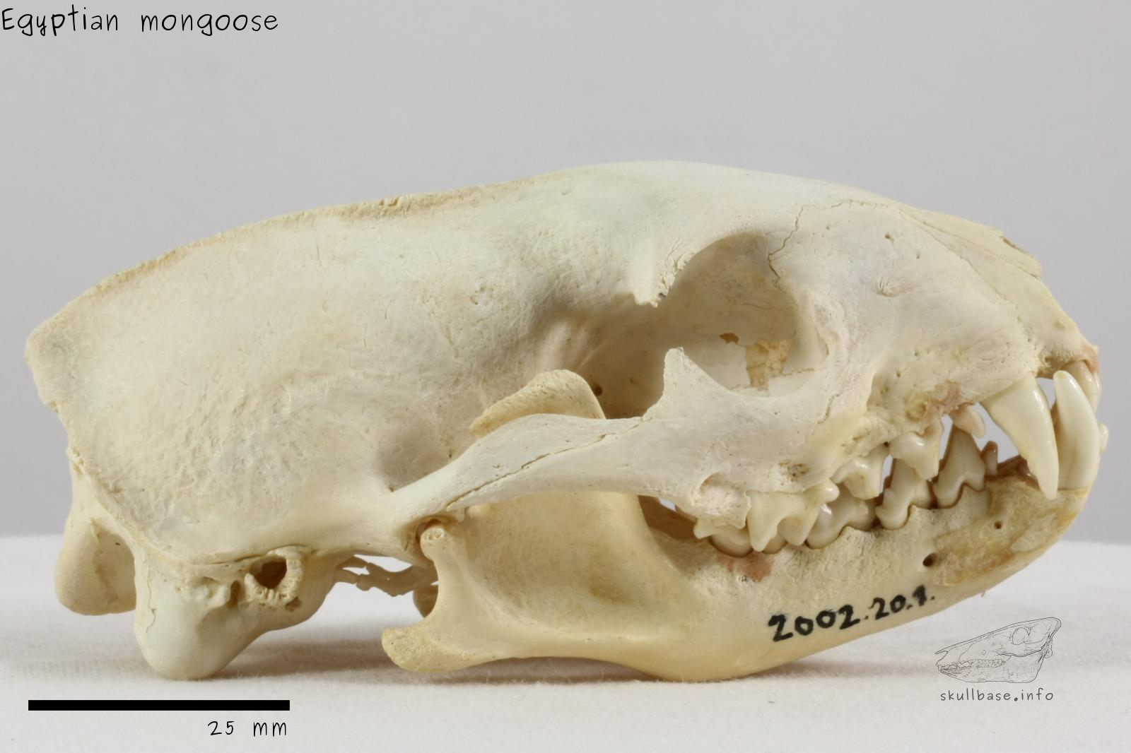 Egyptian mongoose (Herpestes ichneumon widdringtoni) skull lateral view