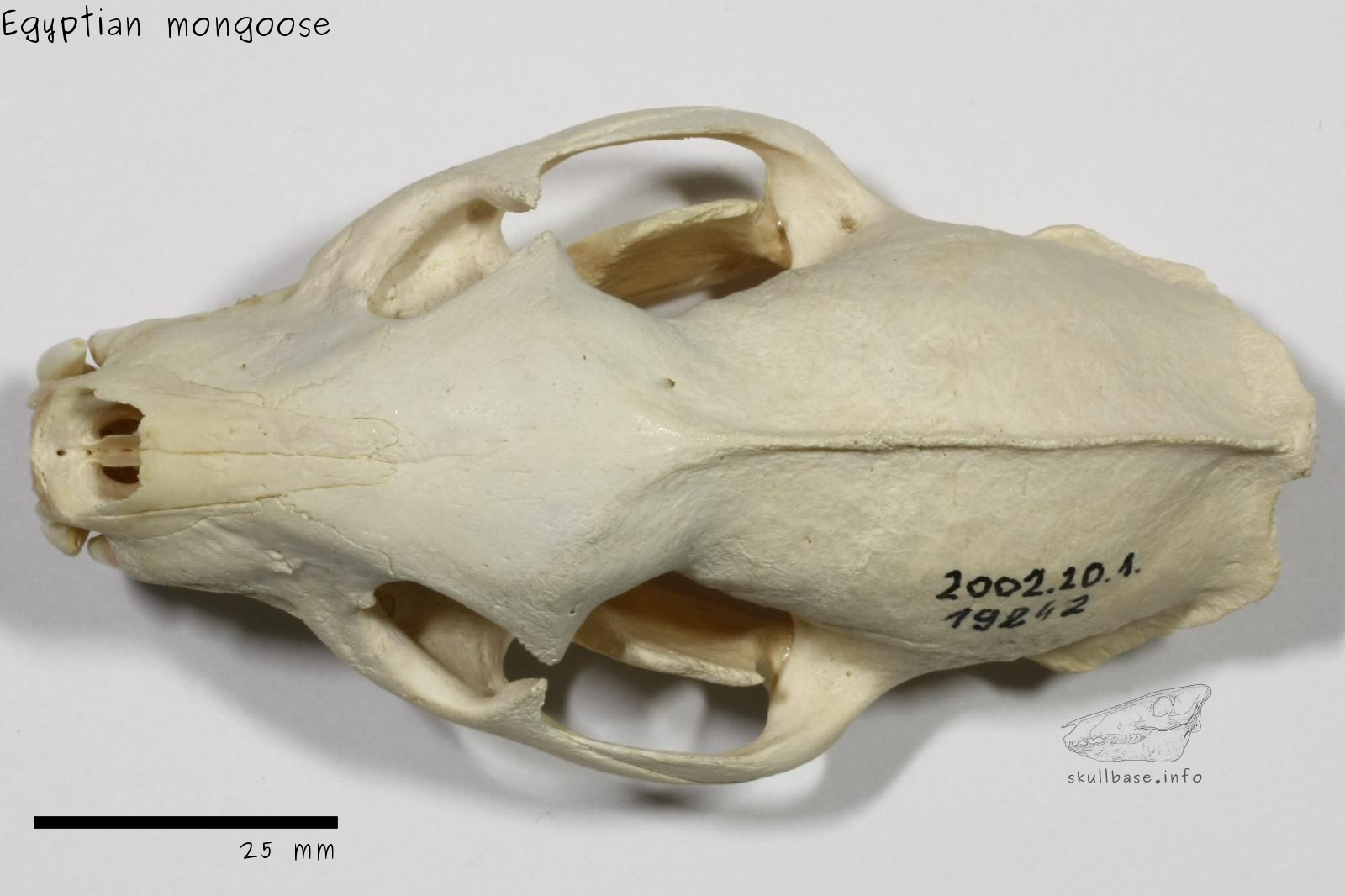 Egyptian mongoose (Herpestes ichneumon widdringtoni) skull dorsal view