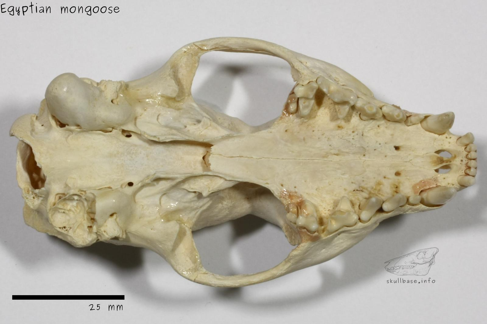 Egyptian mongoose (Herpestes ichneumon widdringtoni) skull ventral view