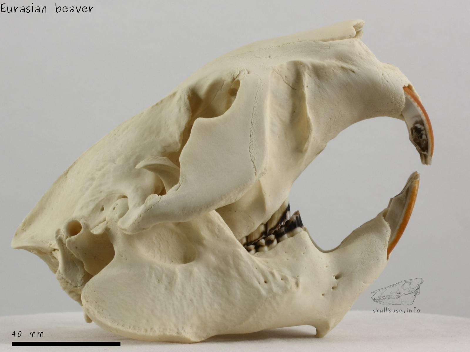 Eurasian beaver (Castor fiber) skull lateral view