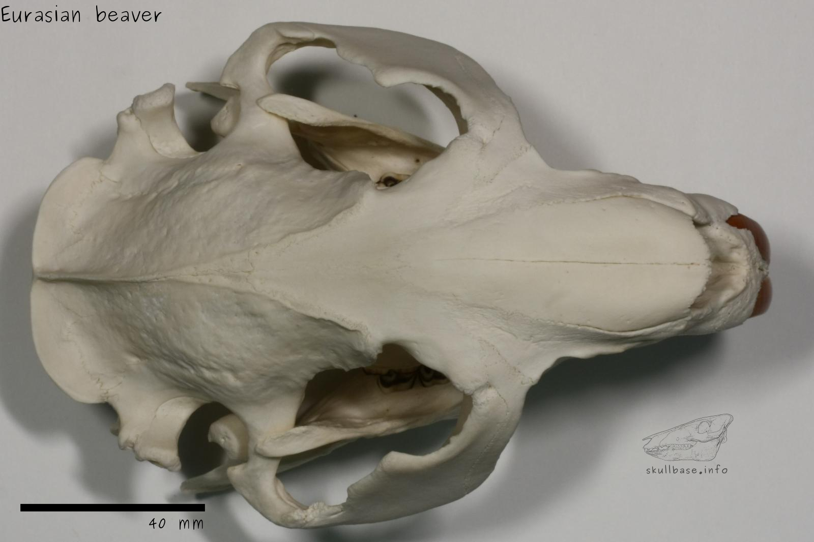 Eurasian beaver (Castor fiber) skull dorsal view