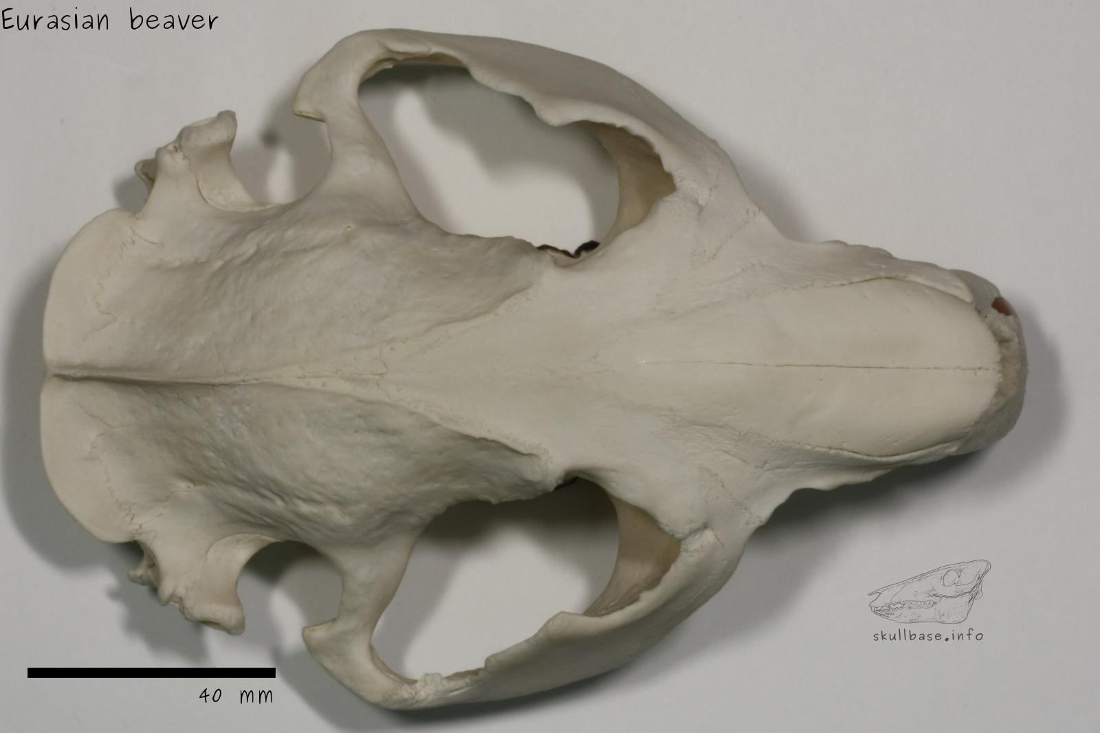 Eurasian beaver (Castor fiber) skull dorsal view without jaw
