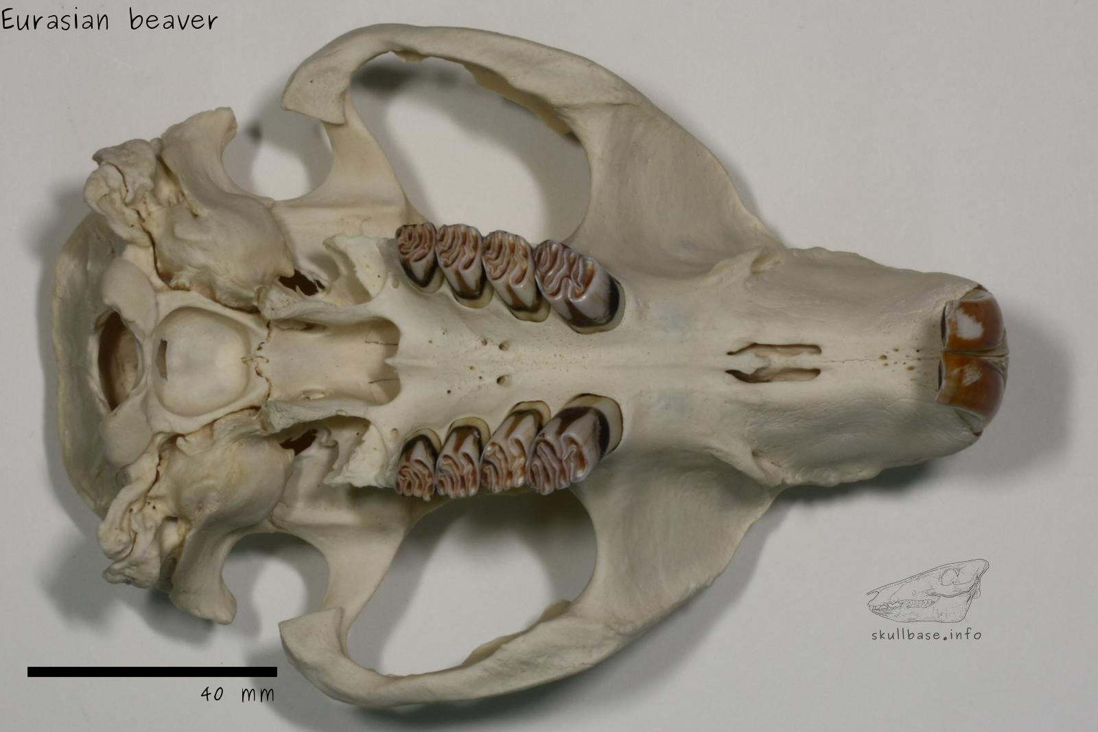 Eurasian beaver (Castor fiber) skull ventral view