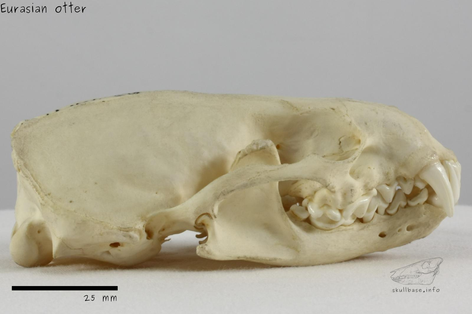 Eurasian otter (Lutra lutra) skull lateral view